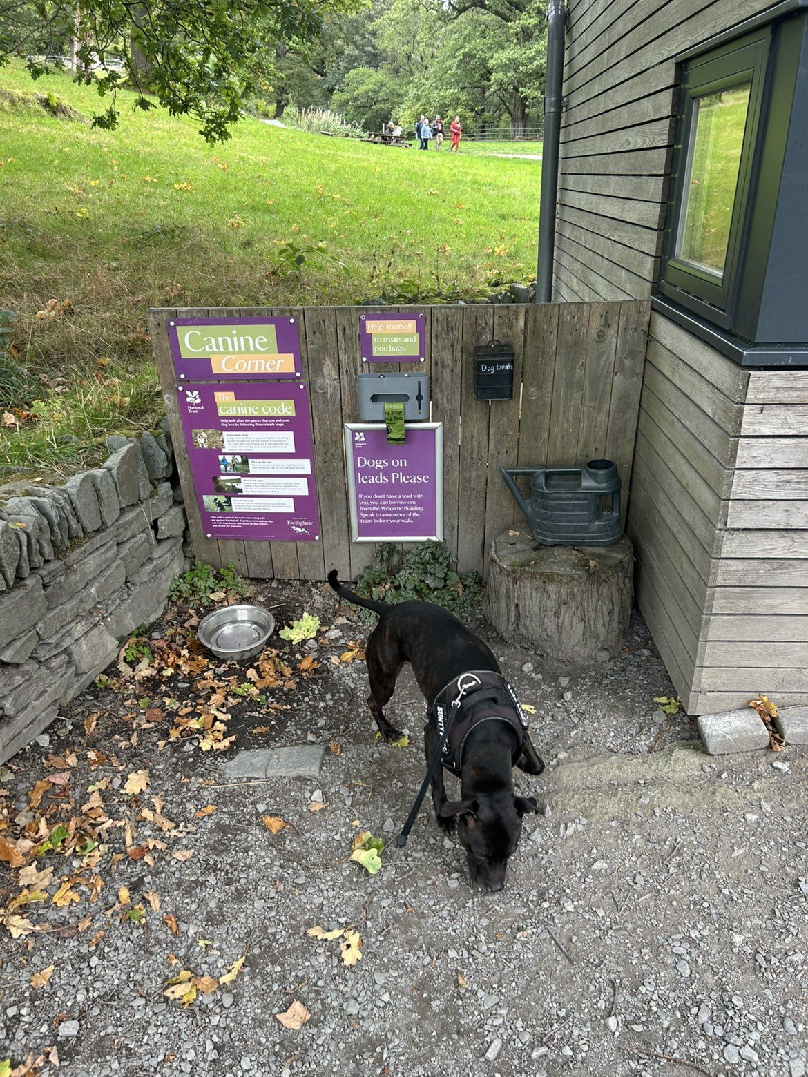 The dog area beside the National Trust visitor building at Aira Force, with Cass, a Staffordshire Bull Terrier