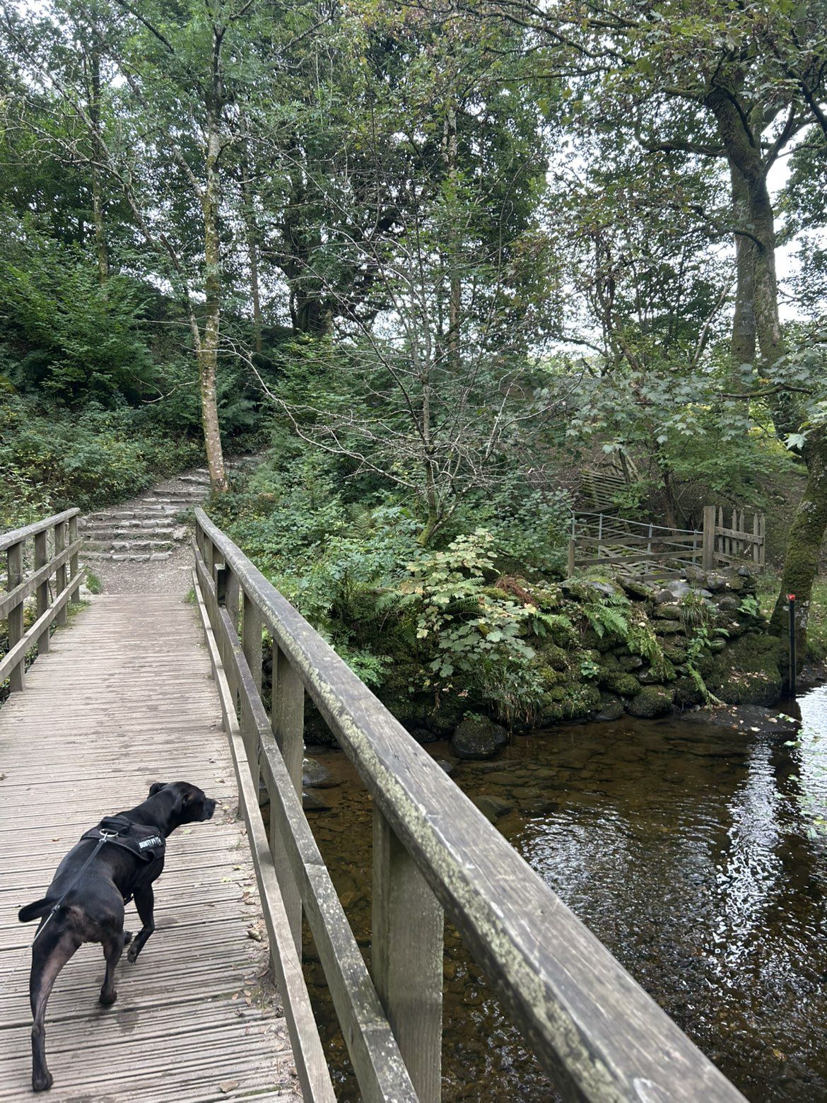 Cass, a Staffordshire Bull Terrier, on a footbridge at Aira Force