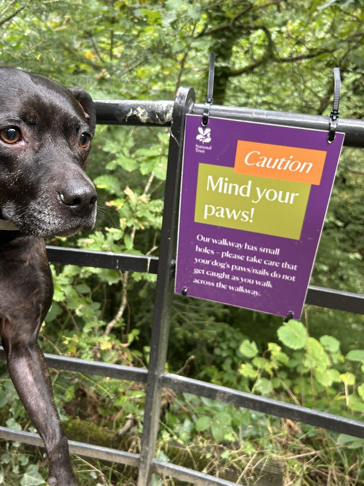 Cass, a Staffordshire Bull Terrier, beside the National Trust 'Caution — Mind your paws!' sign at the Aira Force footbridge
