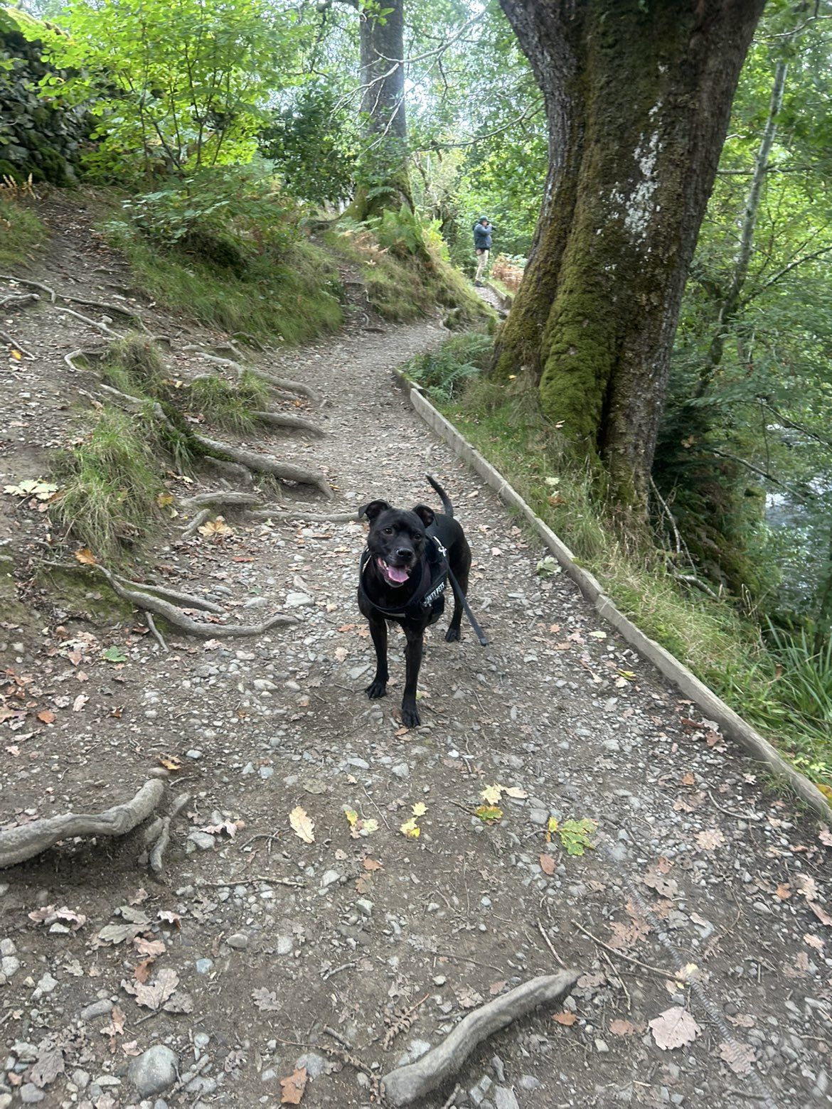 Cass, a Staffordshire Bull Terrier, on a rooty climb on the Aira Force path