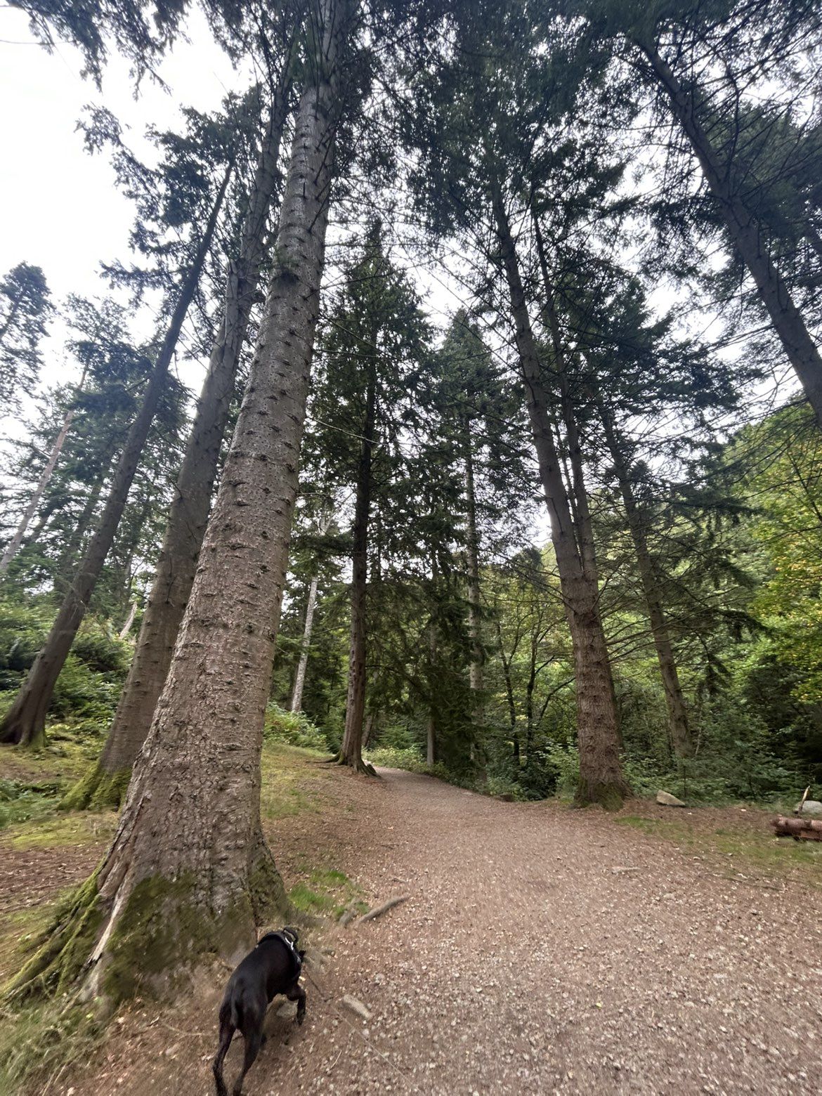 The path under the conifers at Aira Force, with Cass, a Staffordshire Bull Terrier, on the lead