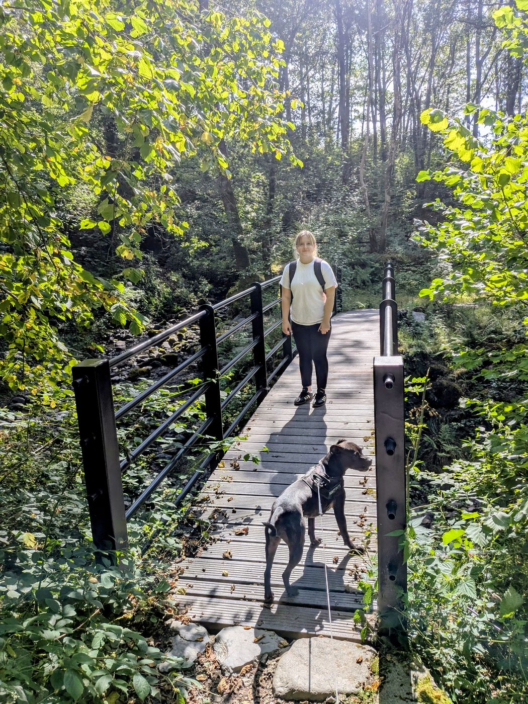 Walker and Staffordshire Bull Terrier crossing the footbridge over Brockle Beck