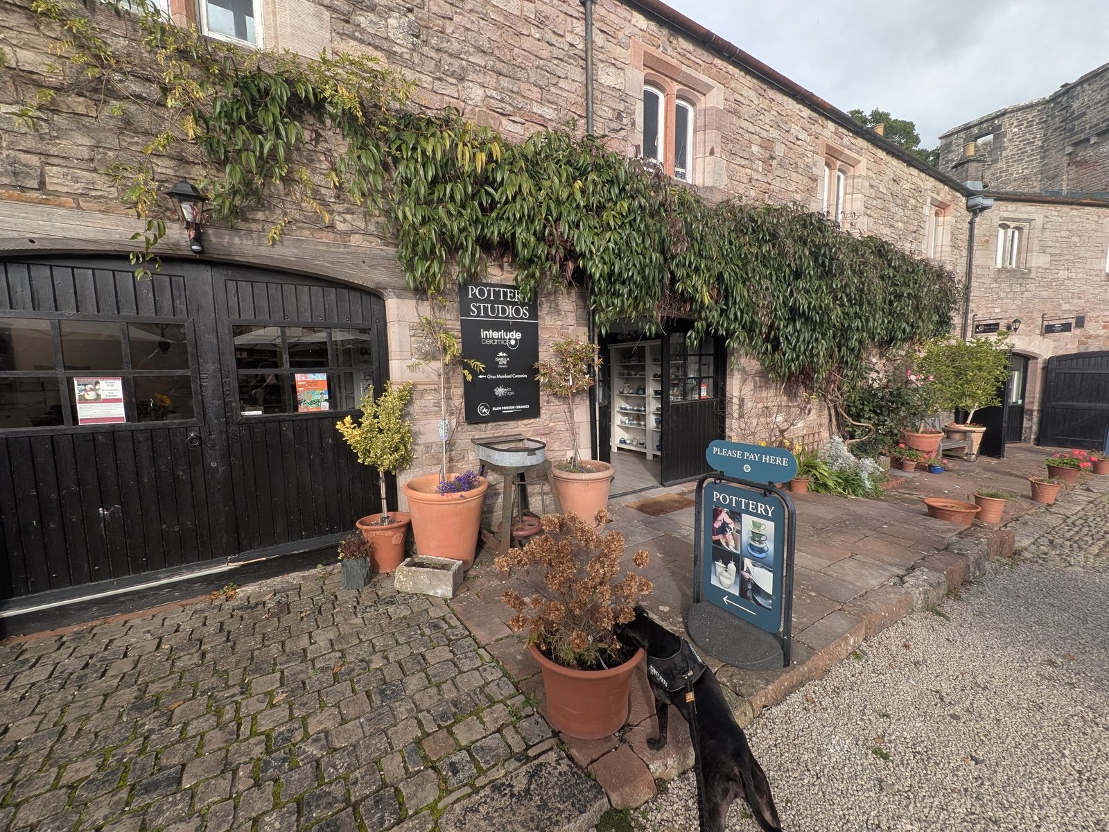 The ivy-covered front of the Interlude Ceramics studio at Brougham Hall, with pots outside on the cobbles and Cass, a black Staffordshire Bull Terrier, on the lead