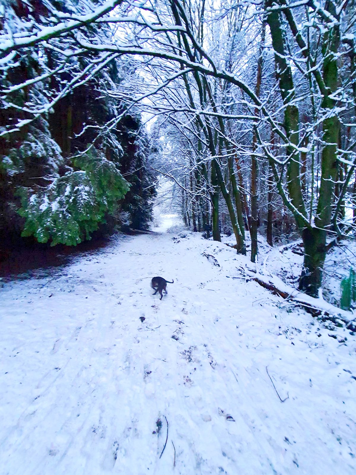 Cass the Staffordshire Bull Terrier on the snowy wooded path between the golf course and the Penrith Beacon woods