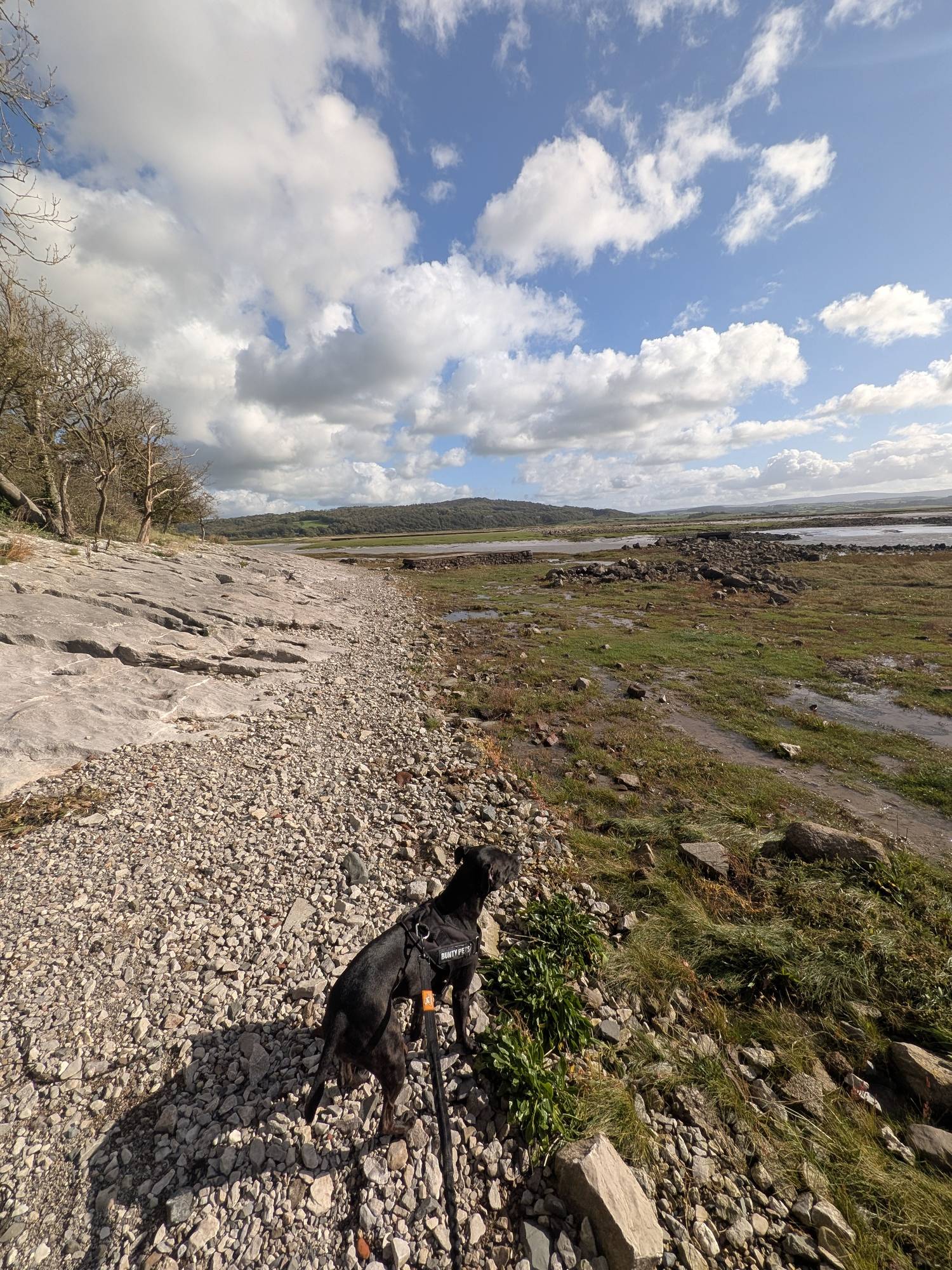 Cass, a black Staffordshire Bull Terrier on the lead, on a shingle path between limestone slabs and saltmarsh