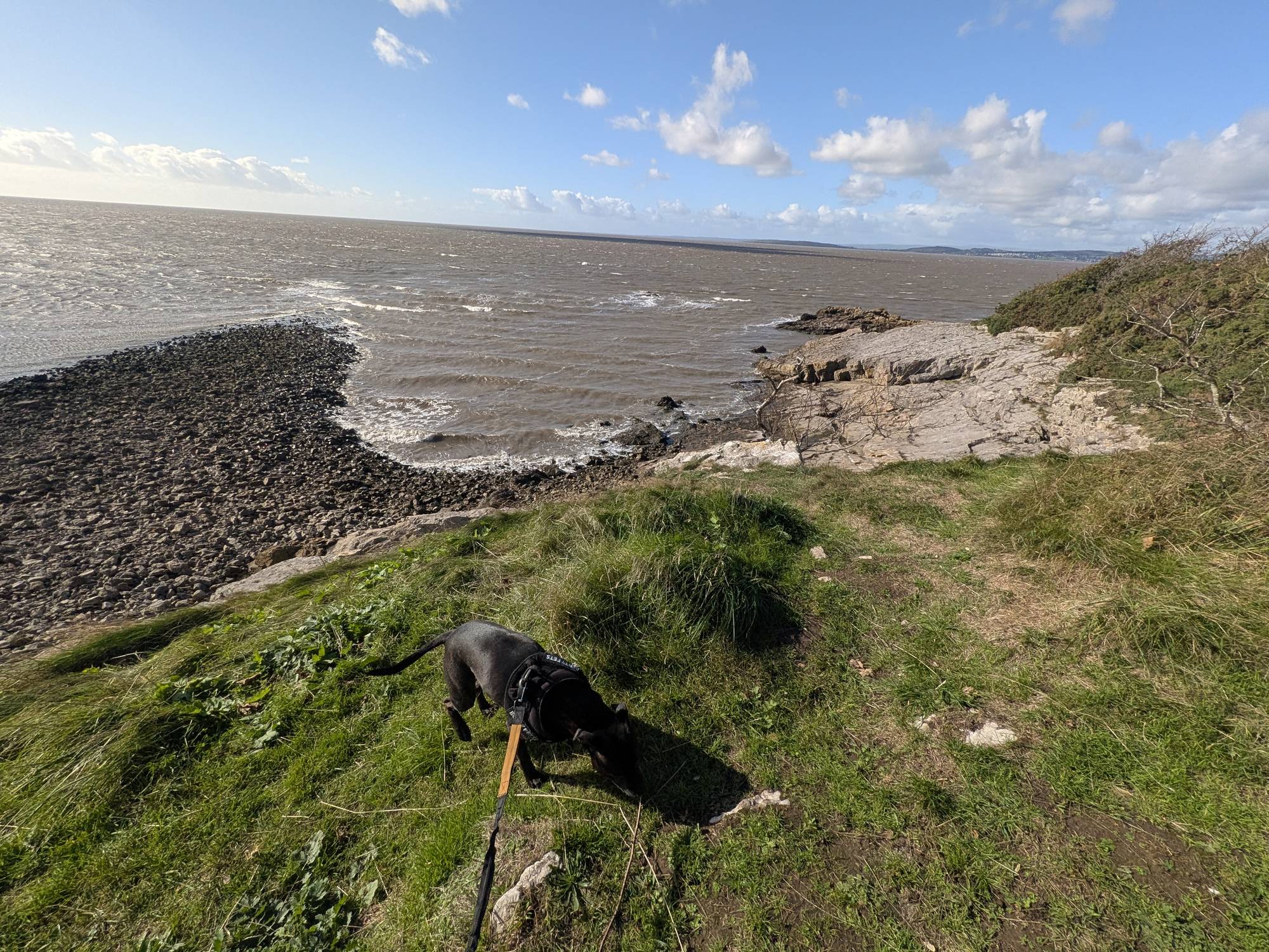 Cass, a black Staffordshire Bull Terrier on the lead, on a grassy clifftop above limestone ledges and the waters of Morecambe Bay