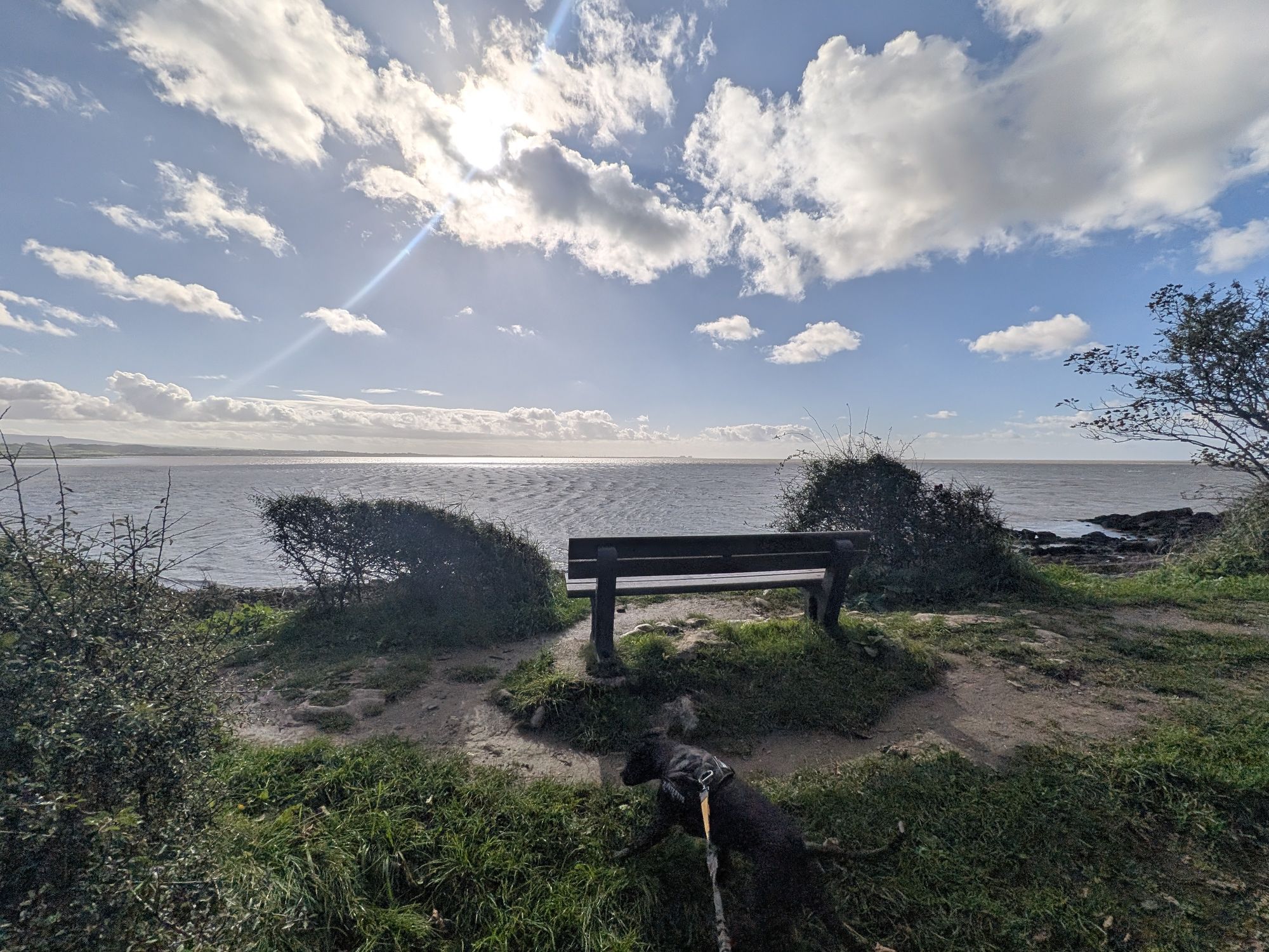 A bench facing Morecambe Bay at the second viewpoint, with Cass on the lead in the grass in front of it