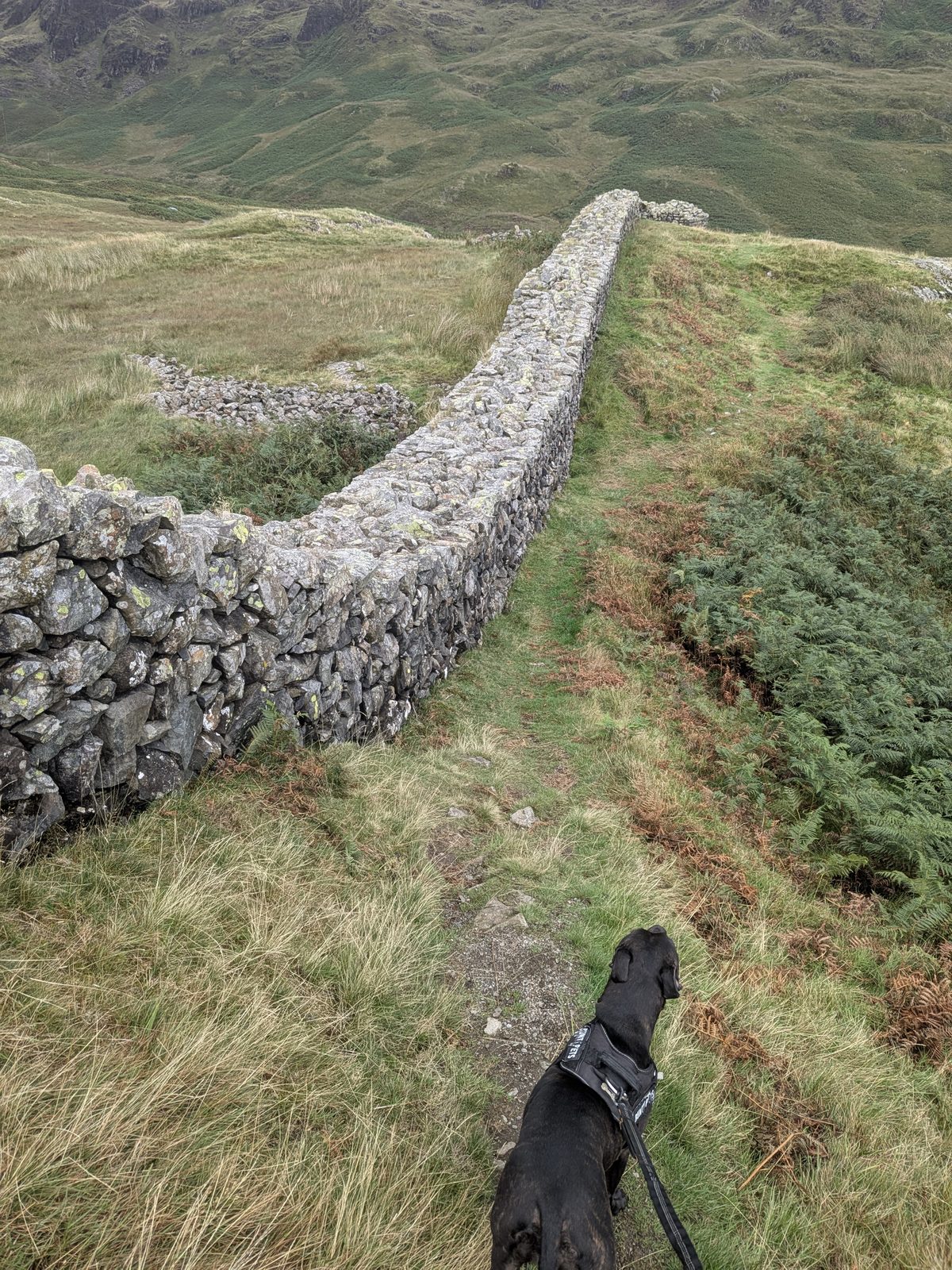 Cass, a Staffordshire Bull Terrier, on the lead beside the northern wall of Hardknott Roman Fort, the wall running away downhill