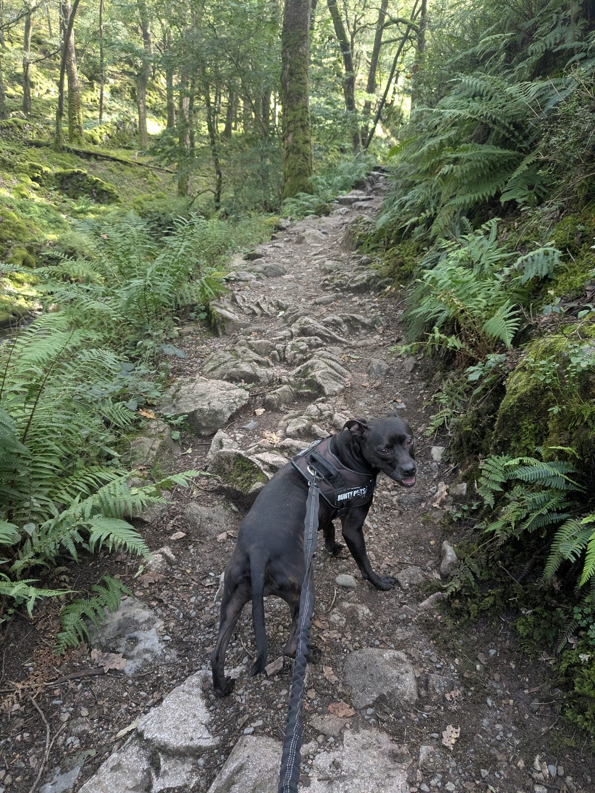 Cass the Staffordshire Bull Terrier on the Stanley Ghyll path, Eskdale