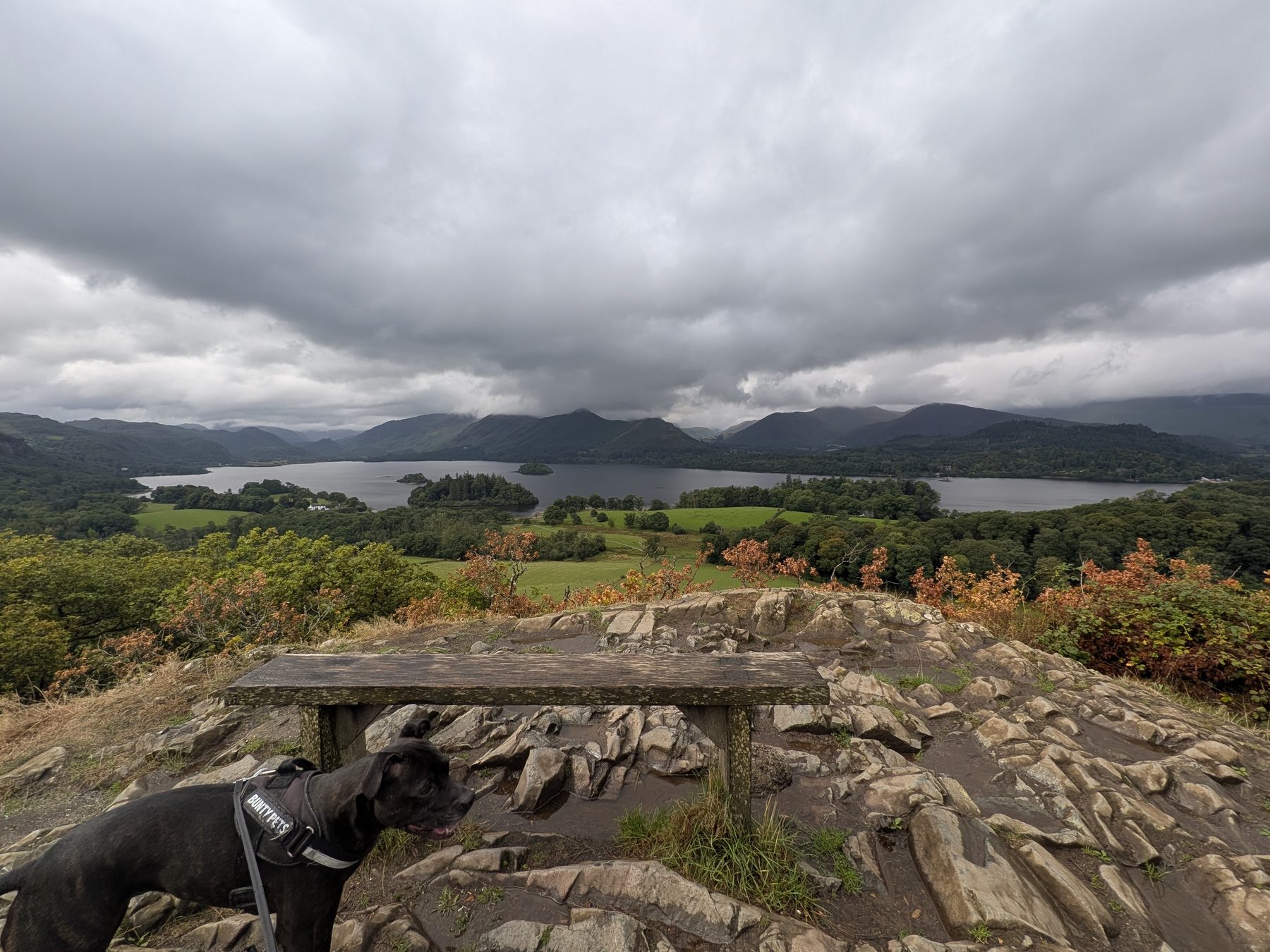 Cass, a Staffordshire Bull Terrier, at the summit bench on Castle Head with the Derwentwater panorama behind, Keswick, Lake District