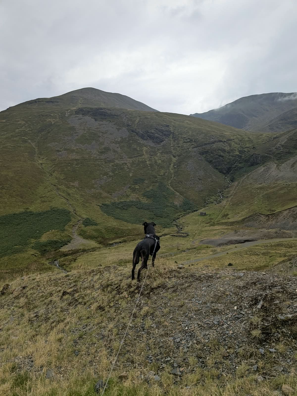 Cass, a black Staffordshire Bull Terrier, standing on rough ground looking down towards the head of Coledale