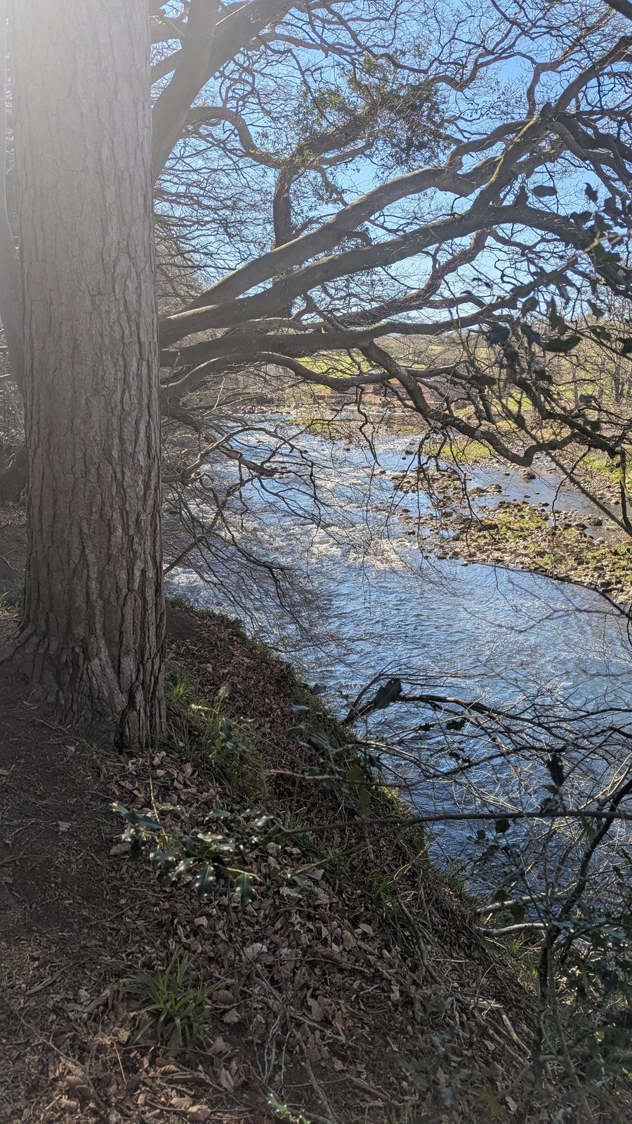 Coombs Wood by the River Eden at Armathwaite