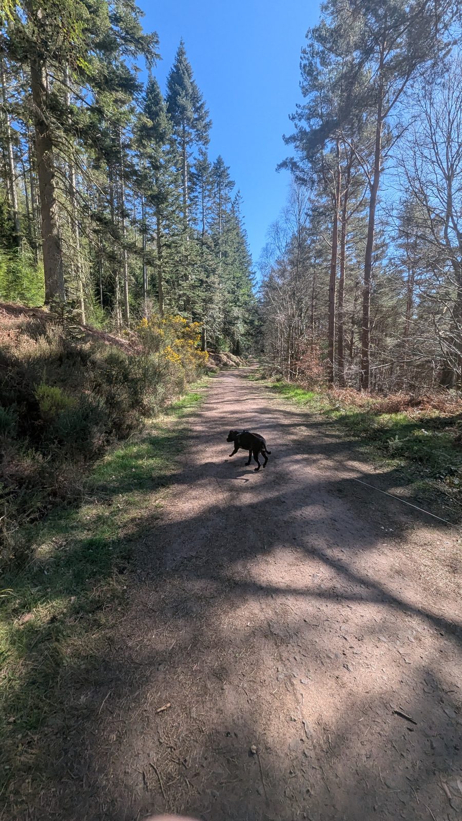 Coombs Wood by the River Eden at Armathwaite