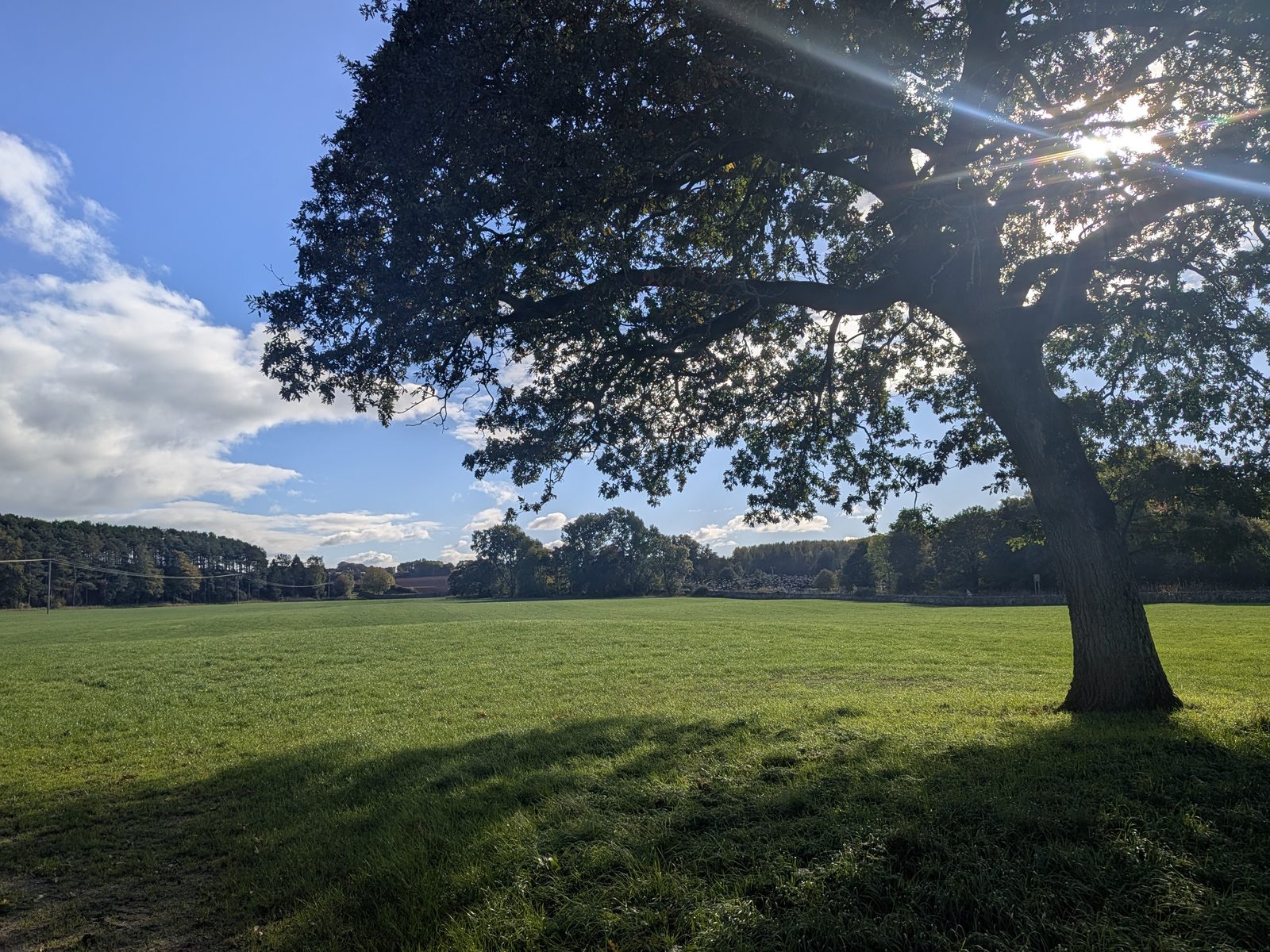 A big oak tree in an open field beside the lane to Brougham Hall