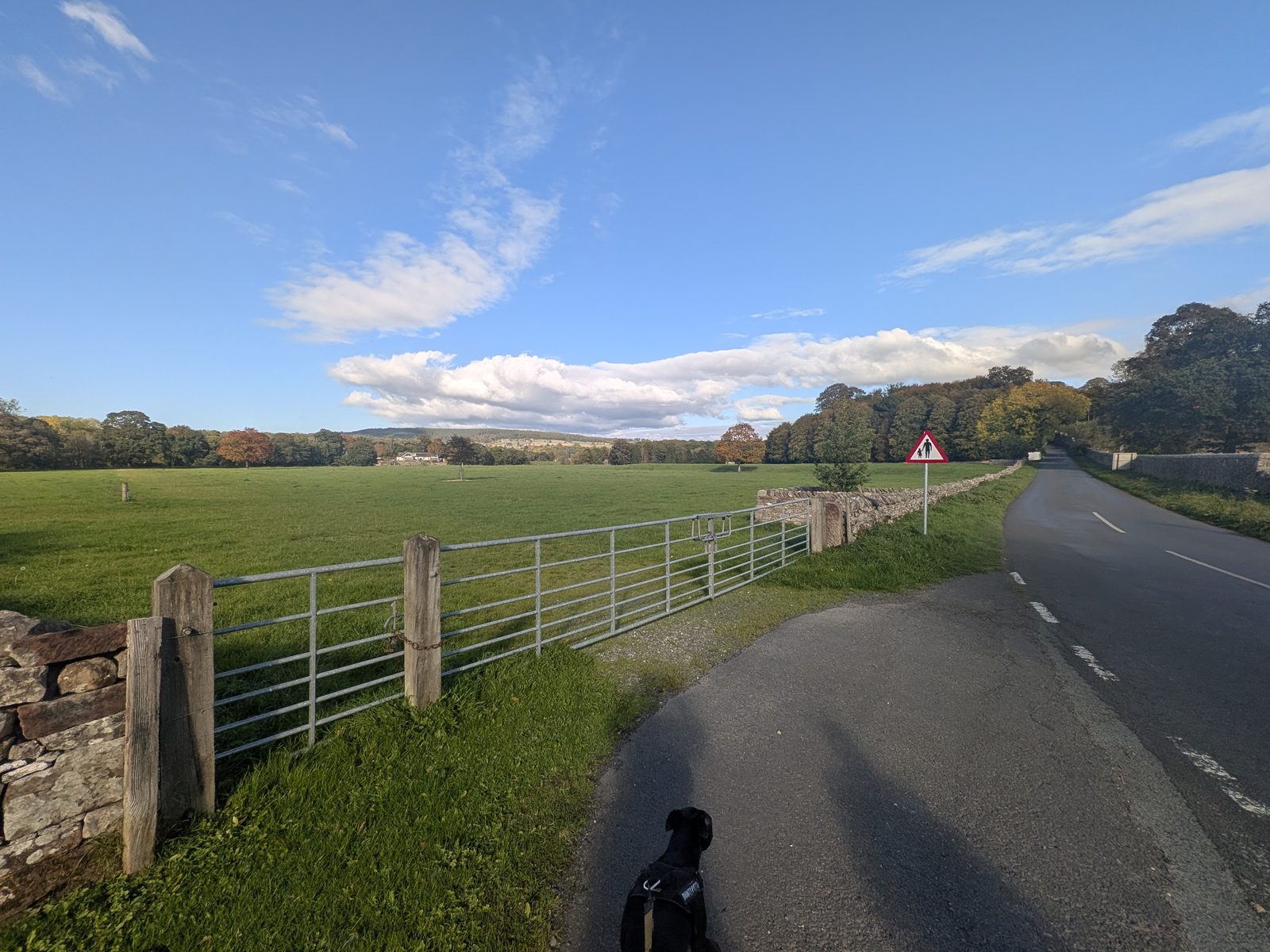The lane towards Brougham Hall between a field gate and open fields, with Cass, a black Staffordshire Bull Terrier, at the edge of the frame