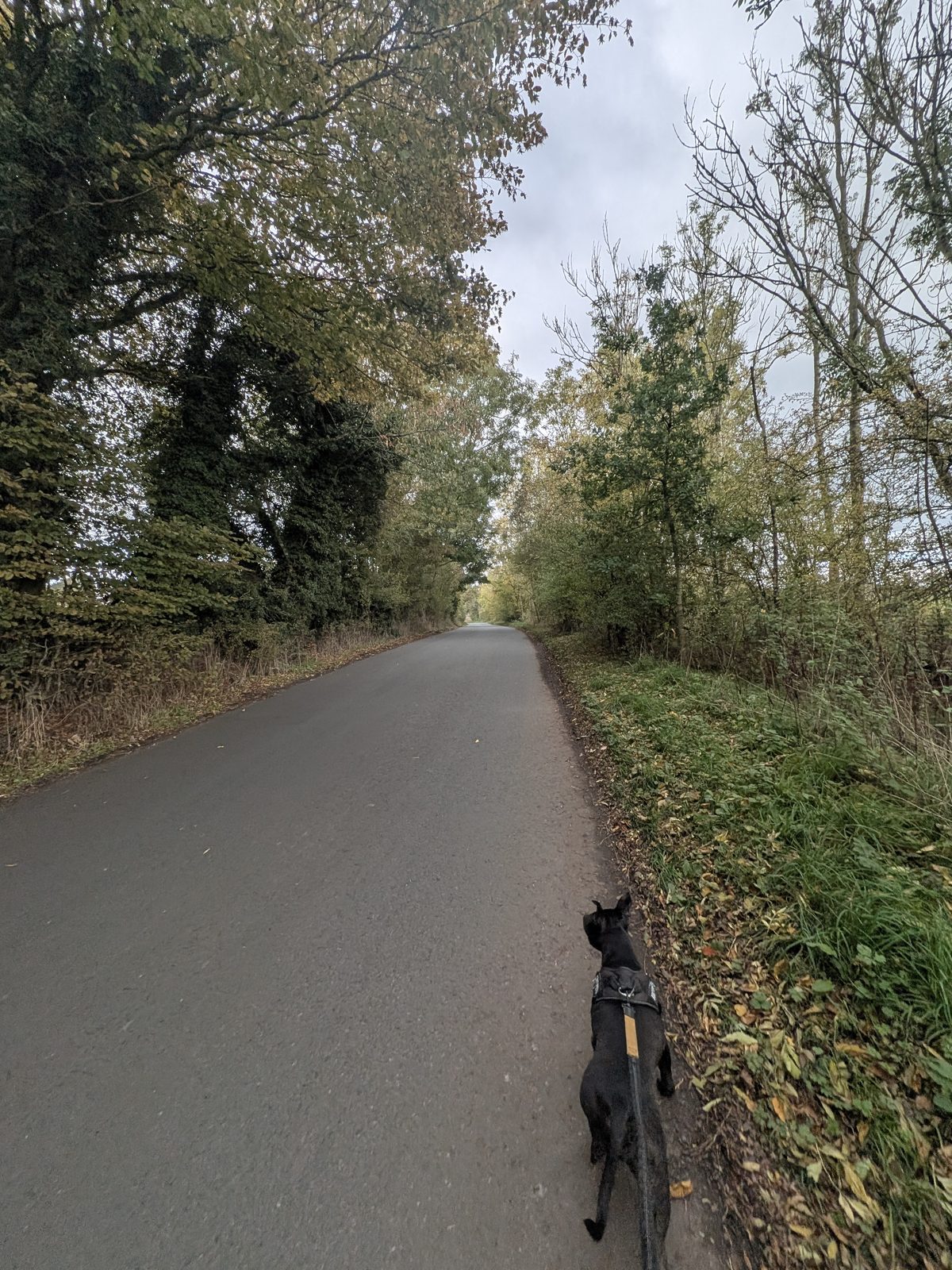 A quiet tarmac lane between hedges and trees towards Brougham Castle, with Cass, a black Staffordshire Bull Terrier, on the lead