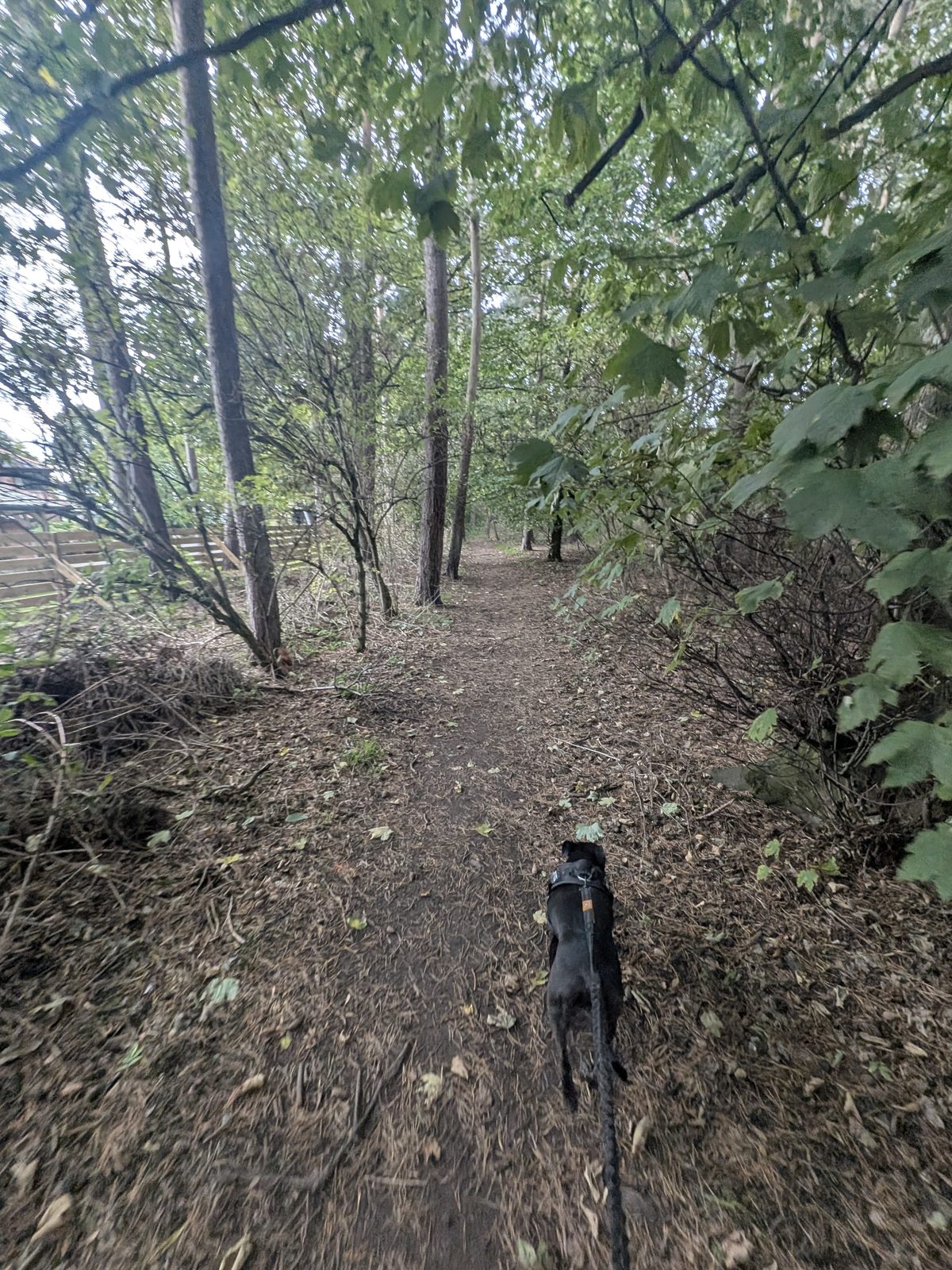A narrow leafy path through the short woodland section, with Cass, a black Staffordshire Bull Terrier, on the lead ahead
