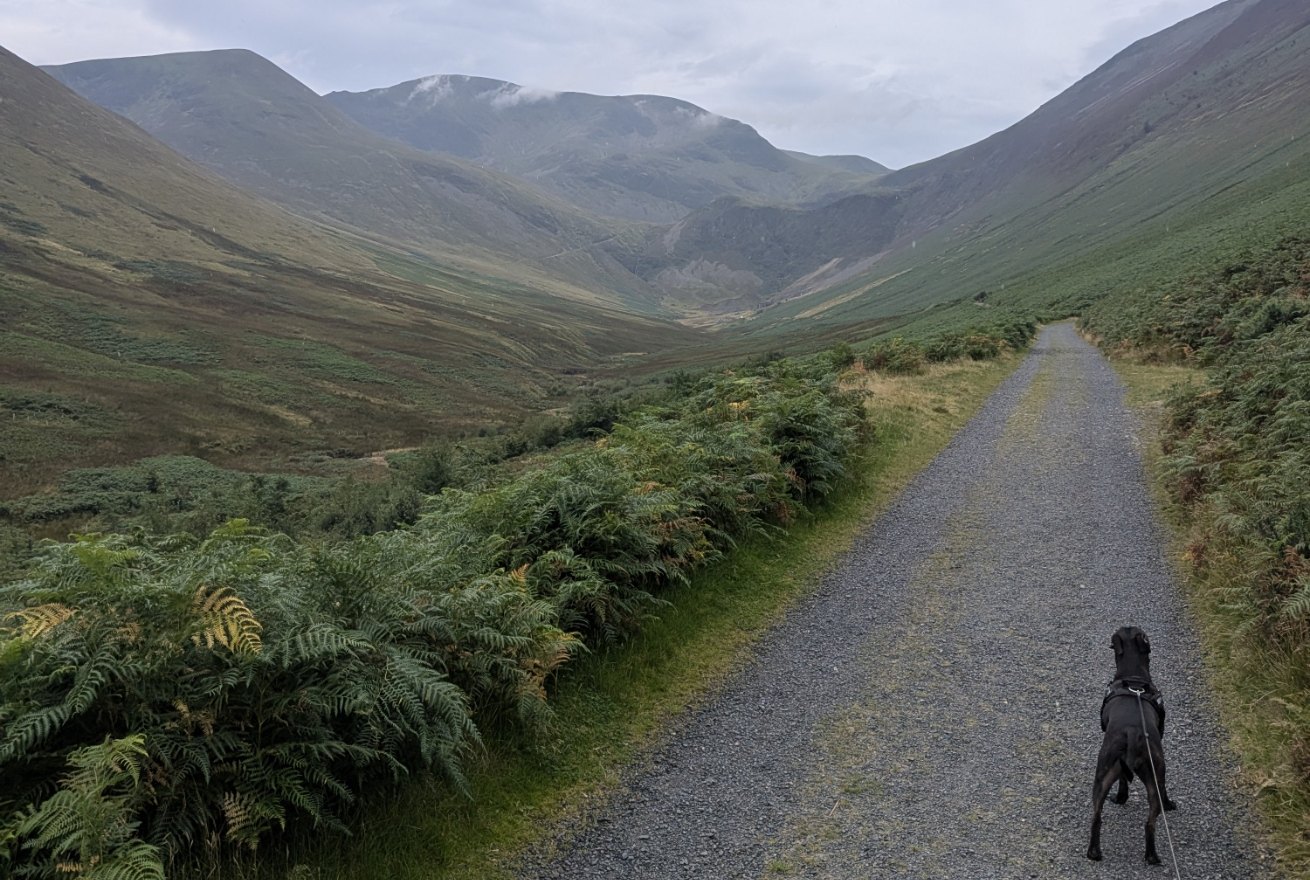 Cass, a black Staffordshire Bull Terrier, on the wide gravel track into Coledale with the valley opening ahead