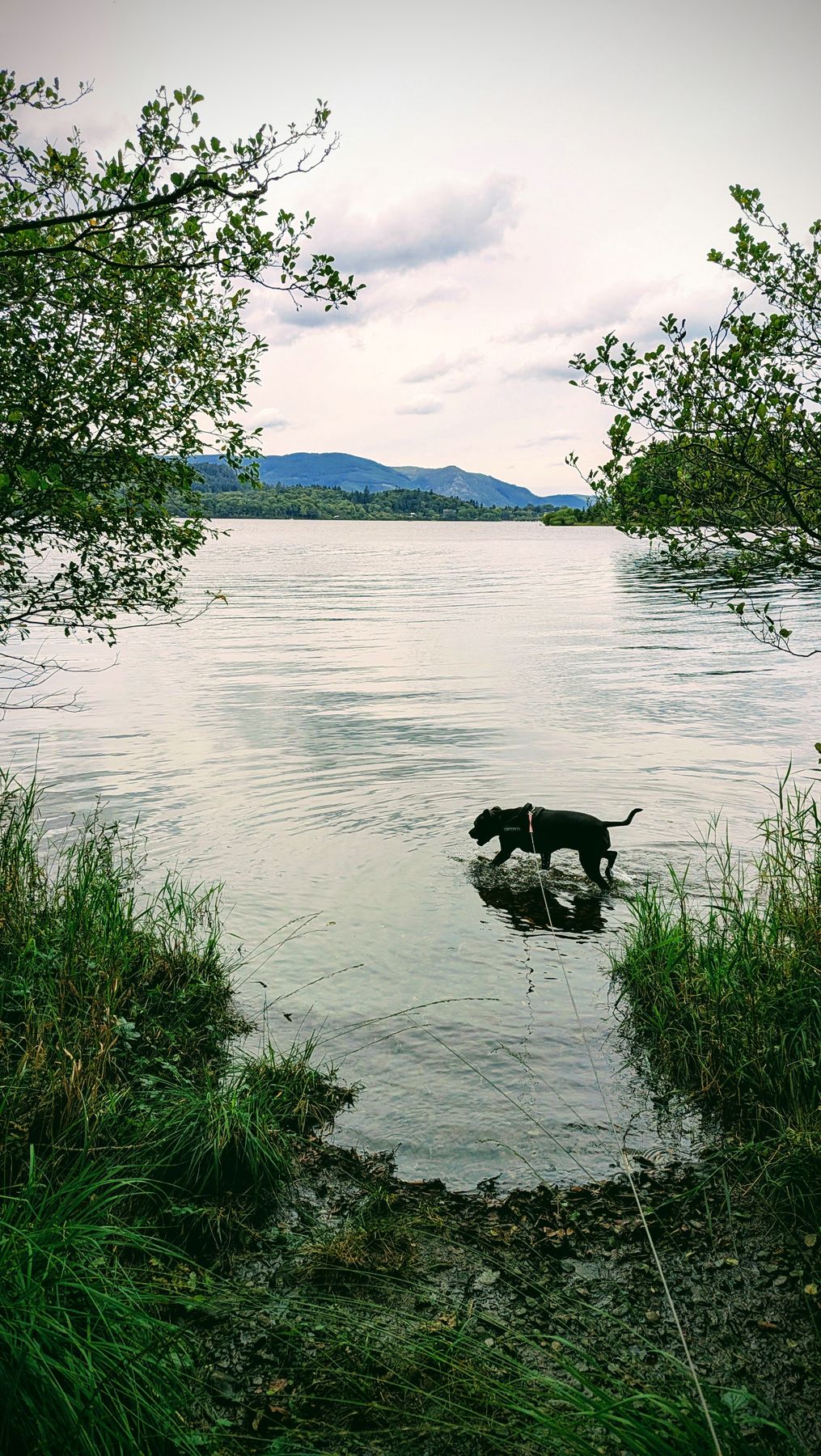 A dog paddling on a lead at the Derwentwater shore by Friars Crag, Keswick, Lake District