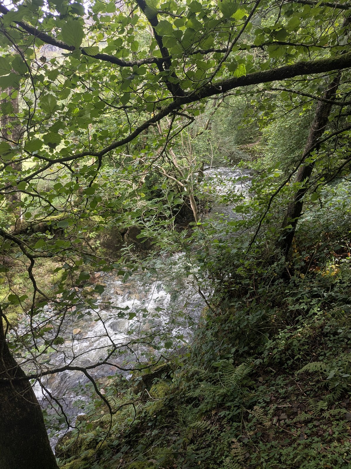 The River Esk running fast through the trees just short of Gill Force, below St Catherine's Church, Eskdale