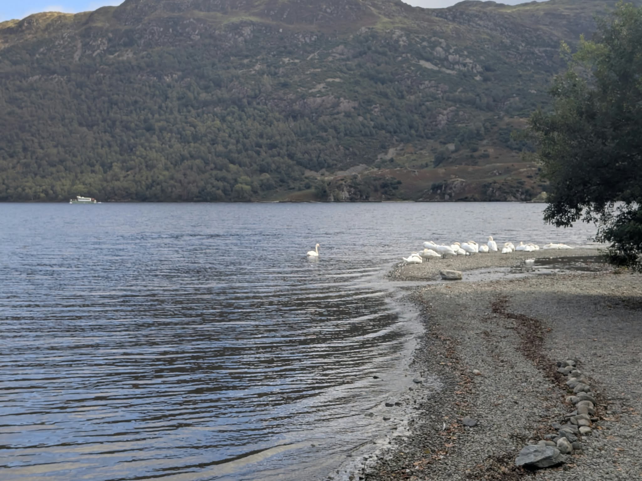 Swans gathered at the end of the shingle spit in Glencoyne Bay, with Ullswater and the wooded fellside behind