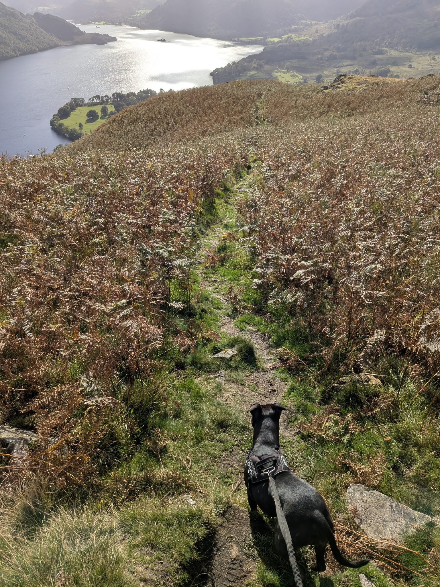 A narrow grass path through tall bracken dropping towards a lake, with a black dog on a lead in the foreground.