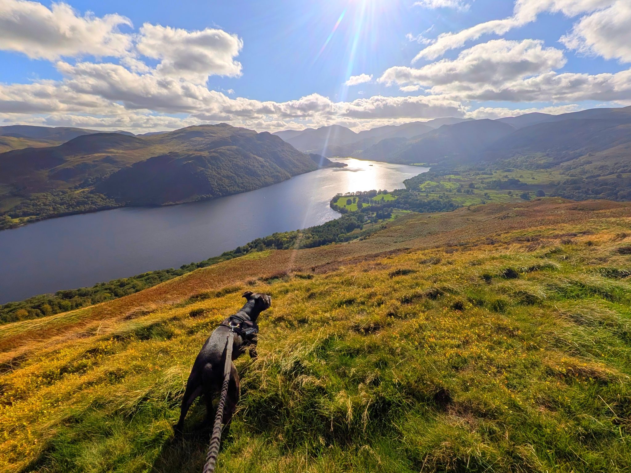 A black Staffordshire Bull Terrier on a lead on a grassy slope high above a long lake.