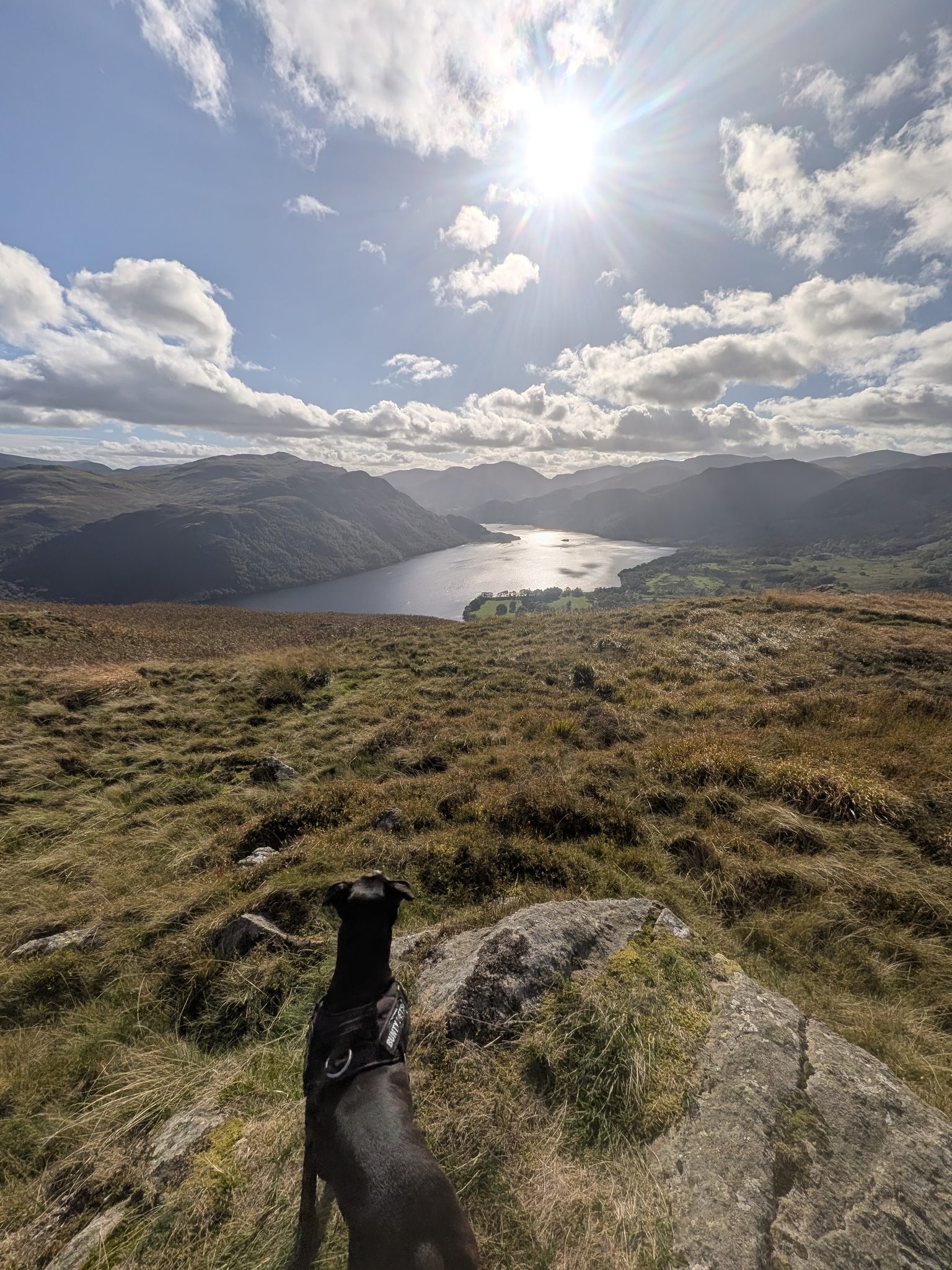 A black Staffordshire Bull Terrier seen from behind on a rocky grass slope, looking out over a long lake and fells under a bright sun.