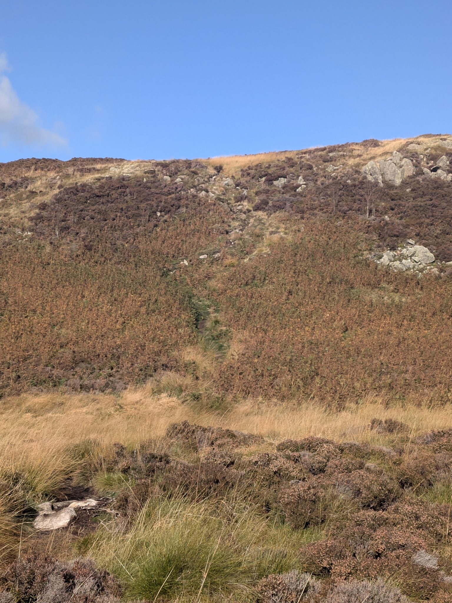 A steep bank of bracken and heather with a narrow path running straight up it.