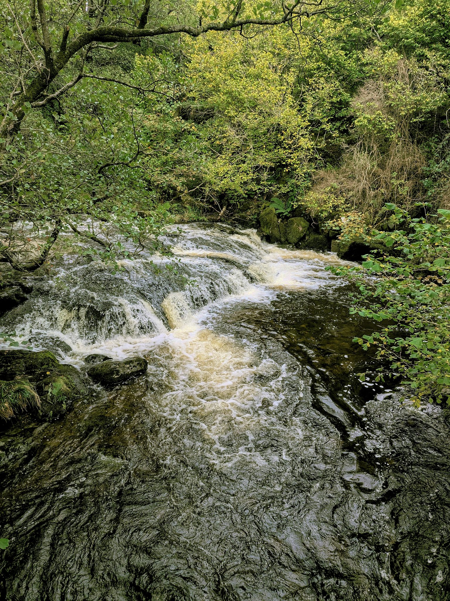 White water running over dark rock steps under overhanging trees.