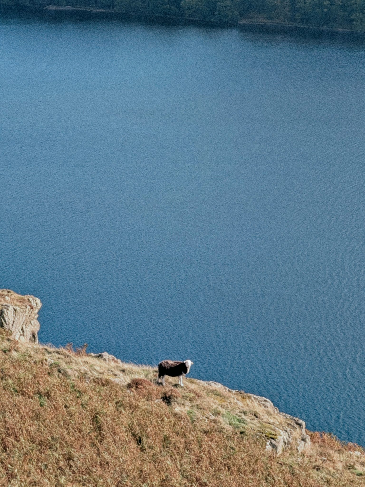 A dark-fleeced, white-faced sheep standing on a steep bracken slope above blue water.