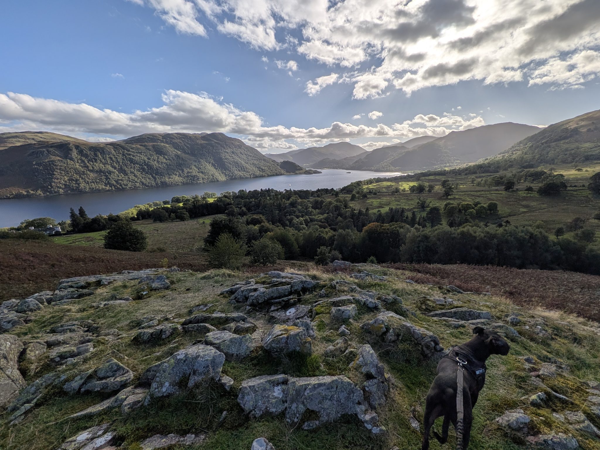 A black Staffordshire Bull Terrier beside rock outcrops above woodland and a lake.