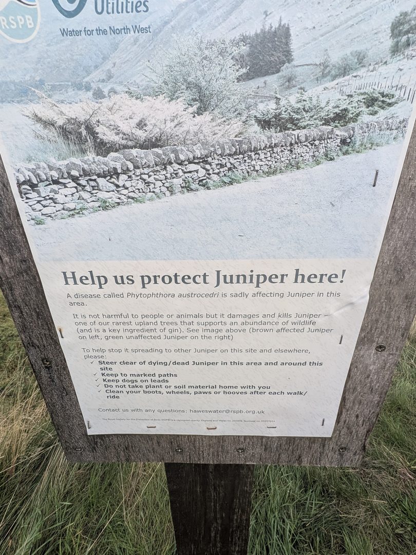 The RSPB and United Utilities juniper board on a wooden post at Haweswater, headed 'Help us protect Juniper here!', with a photograph of a drystone wall and juniper bushes above the text and a list of requests to visitors below