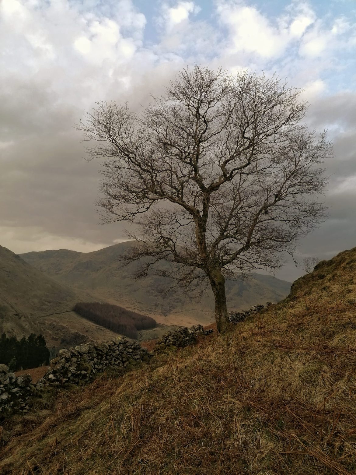 A lone bare tree on a steep bracken-covered fellside above the Haweswater valley, with a drystone wall below it