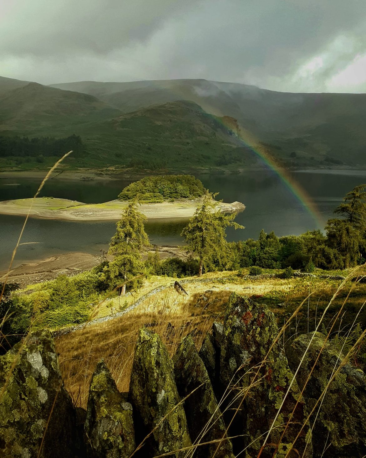 A rainbow over Haweswater seen past rocky ground and small pines, with the exposed shore of a wooded promontory in the water