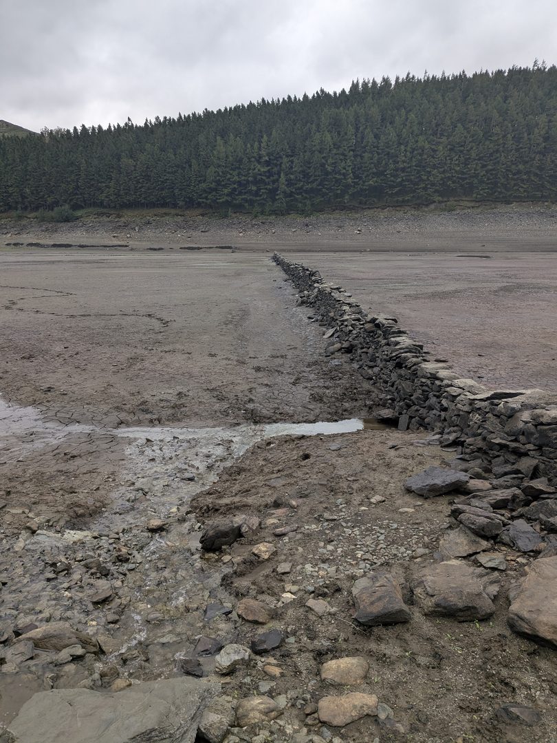 A single drystone wall running in a straight line across the bare grey silt of the Haweswater bed towards the dark conifers of The Rigg, with loose stones scattered in the foreground