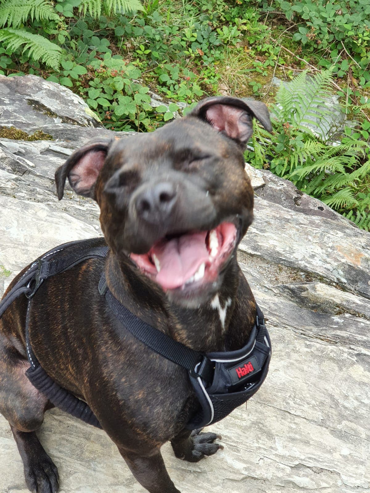 Cass the dog grinning on a day out at the Ingleton Waterfalls Trail