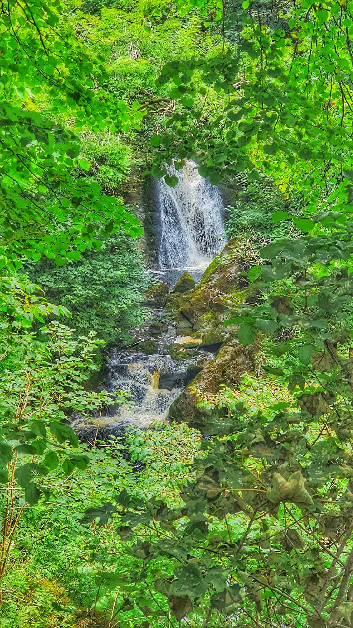Baxenghyll Gorge viewing bridge over the River Doe, Ingleton Waterfalls Trail