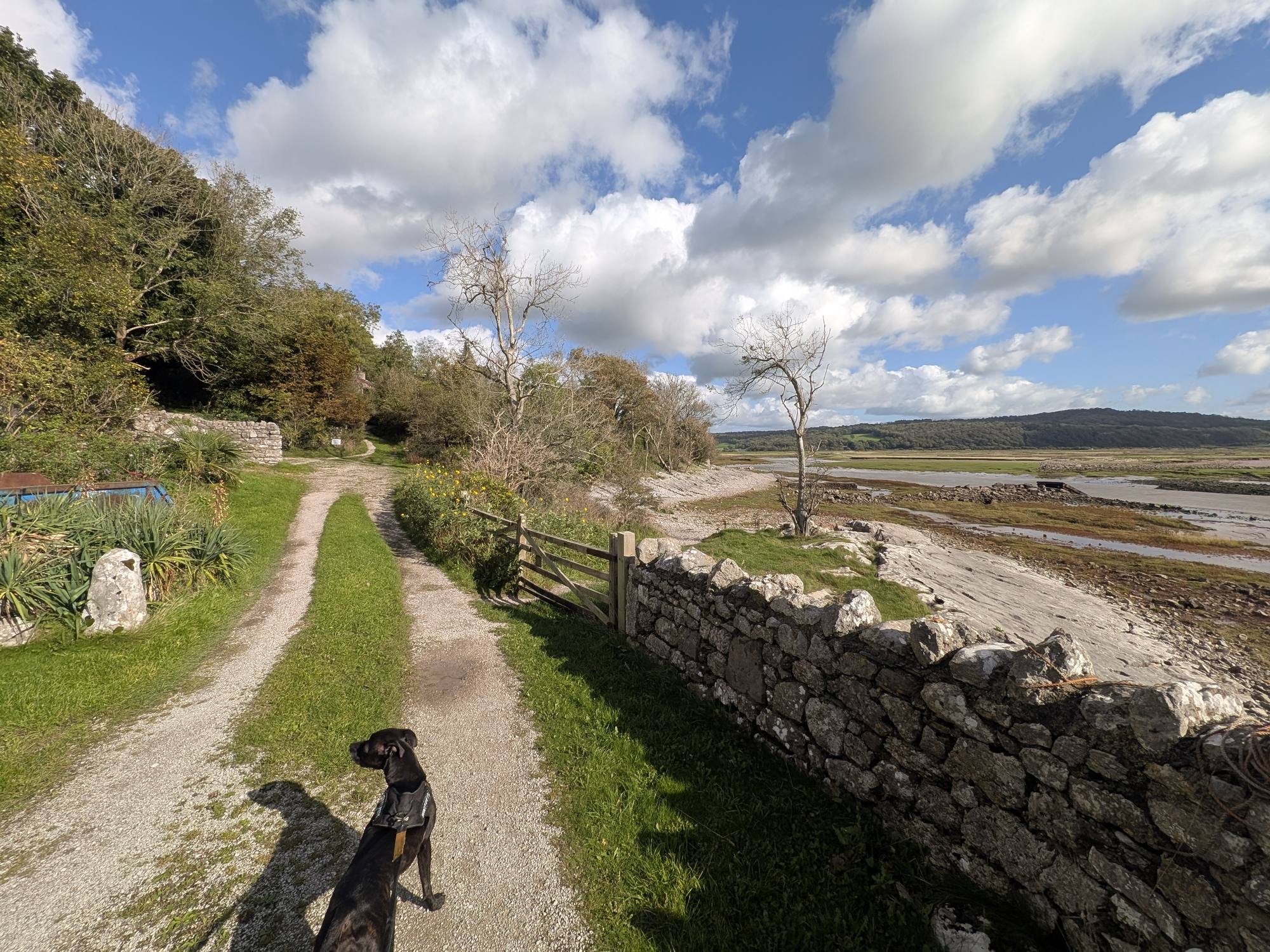 A gravel drive with a wooden gate in the wall on the right leading to the shore, with Cass on the lead in the foreground