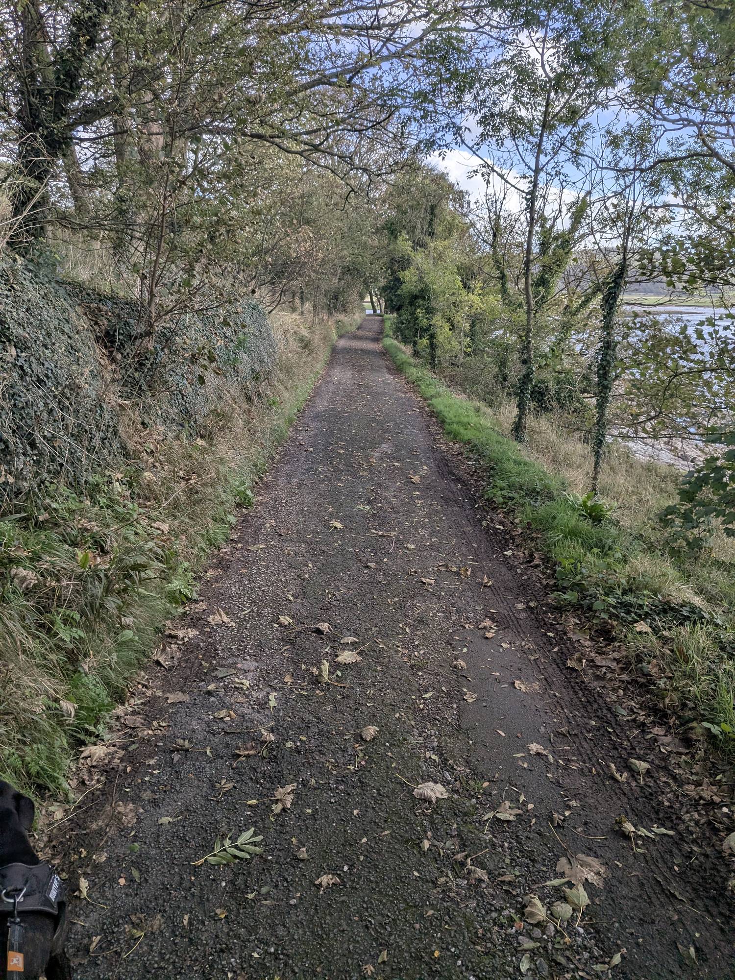 A leaf-strewn tarmac lane running between a grassy bank and trees, with the shore visible to the right