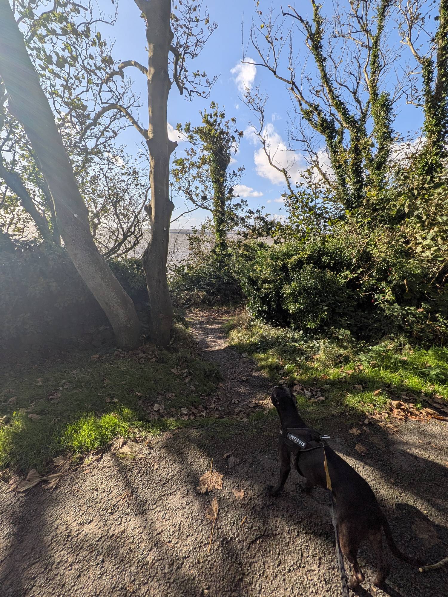 A narrow path leaving the lane through a gap in ivy-covered trees towards the sea, with Cass on the lead