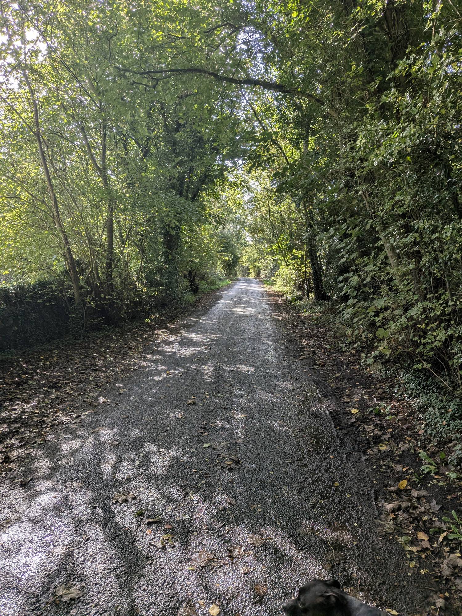 A narrow tarmac lane running under a tunnel of trees towards Jenny Brown's Point