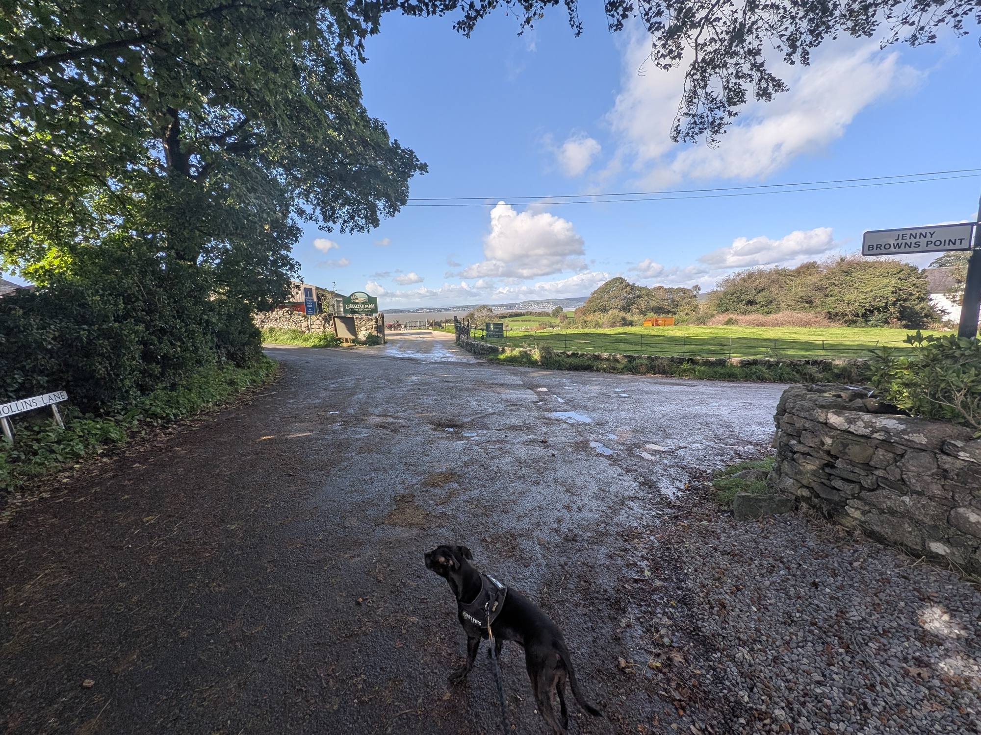 Lane junction near Silverdale with a Hollins Lane street sign, a Jenny Browns Point road sign and the Gibraltar Farm entrance ahead, with Cass on the lead in the foreground