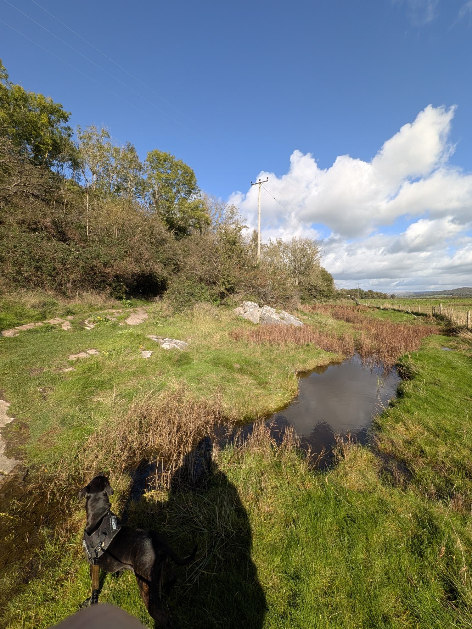 Wet, boggy grass with a pool and stepping stones leading towards trees, with Cass on the lead in the foreground