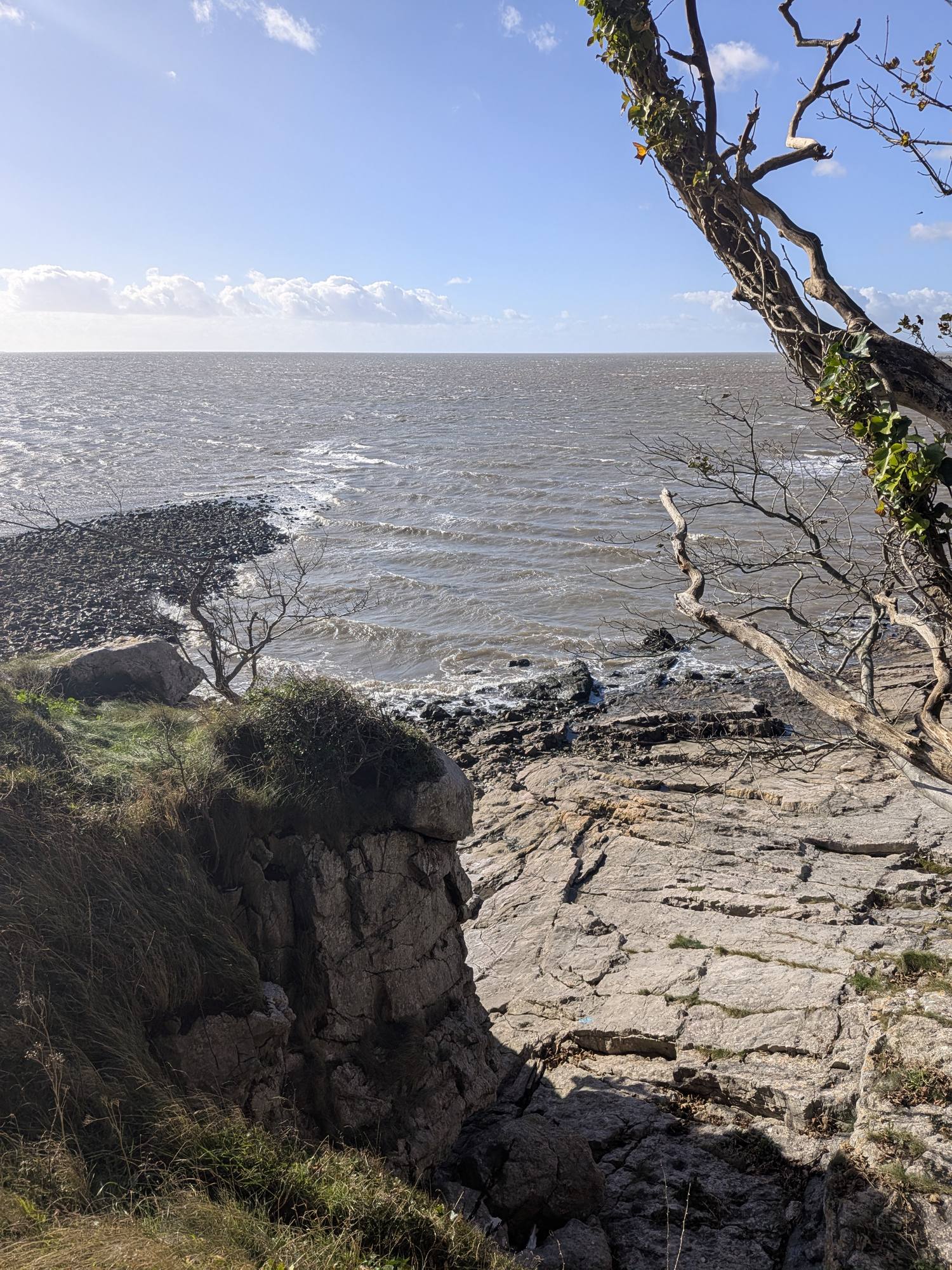Limestone ledges and a wind-bent tree above the waters of Morecambe Bay