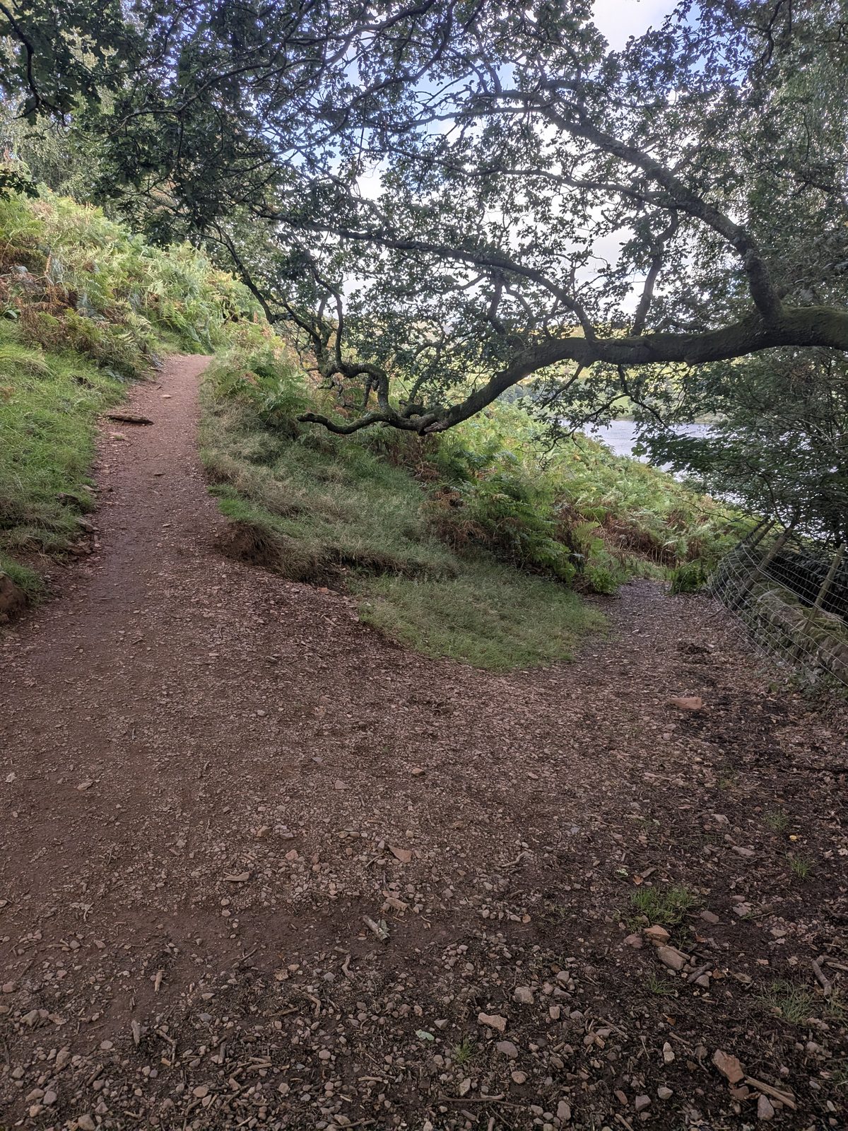 A path splitting in two in bracken above Ullswater, one branch climbing to the left, the other dropping to the right