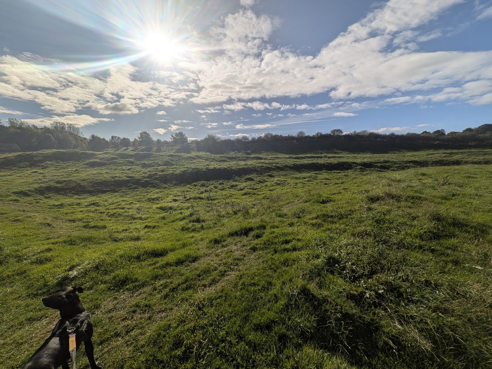 Inside King Arthur's Round Table henge at Eamont Bridge, a flat grassy circle inside its ditch and bank, with Cass, a black Staffordshire Bull Terrier, in the foreground