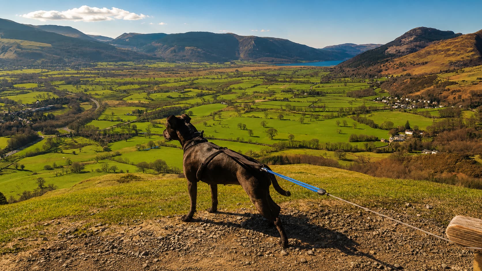 Cass the Staffordshire Bull Terrier surveying the Bassenthwaite valley from the path up Latrigg, Lake District