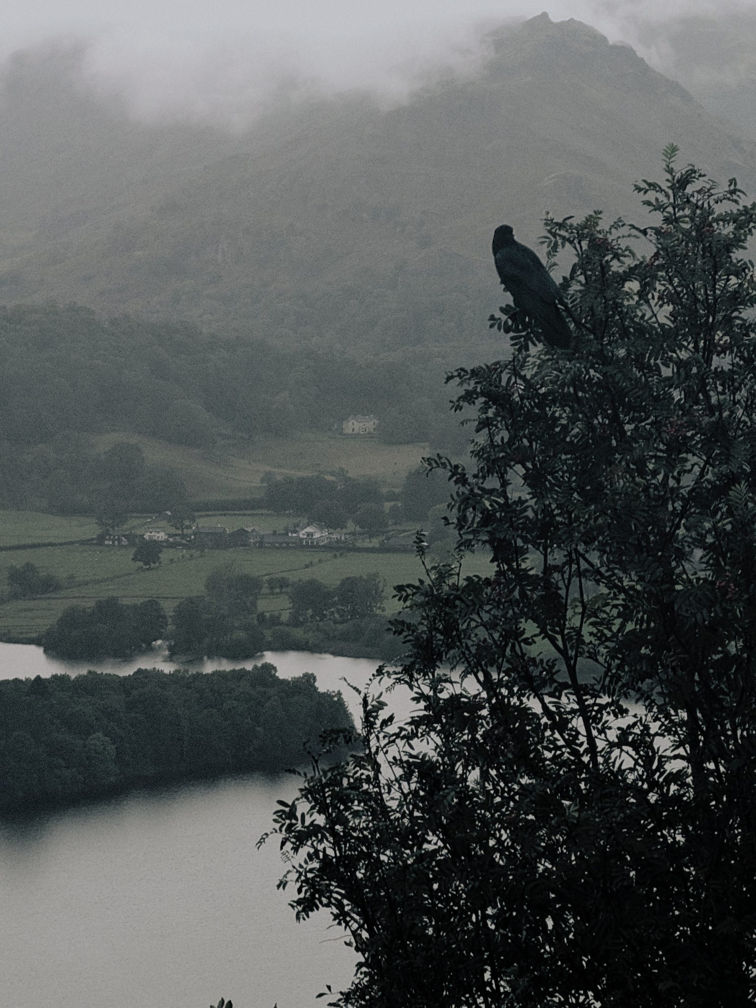 A crow in a tree above Grasmere