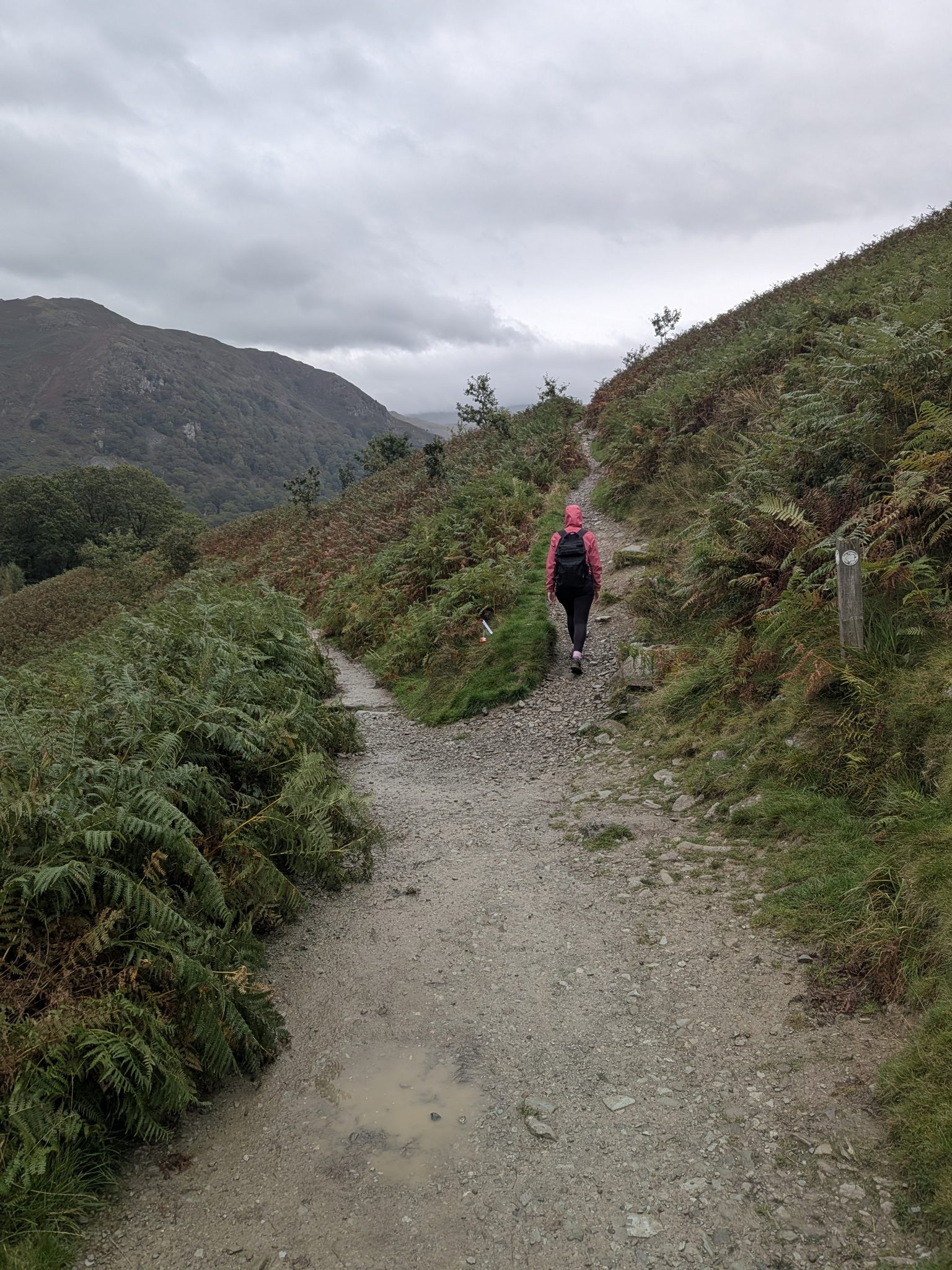 Fork 3 on Loughrigg Fell: the right-hand branch climbing past the waymarker post, with Ellie ahead